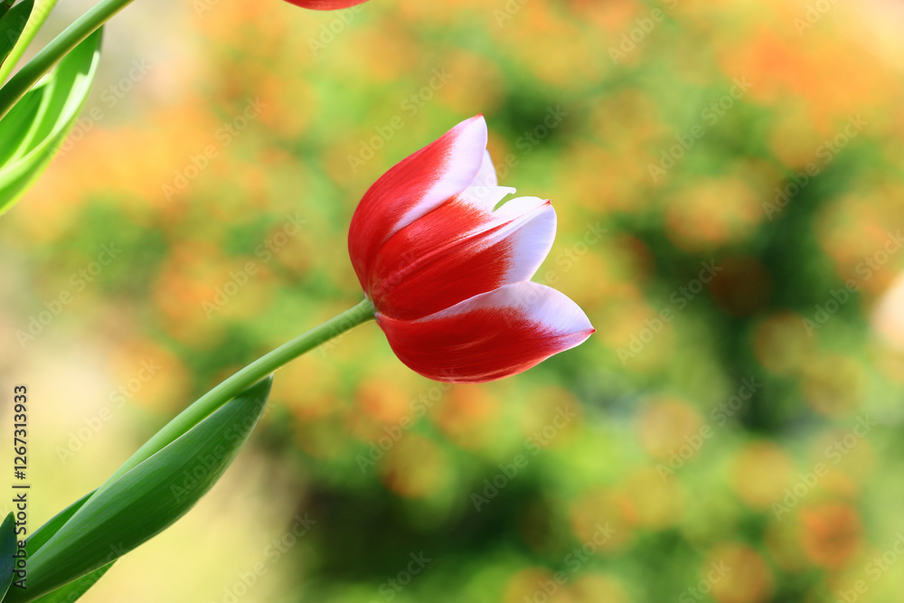 Fototapeta premium red with white Tulip flower blooming in the garden with green leaves 
