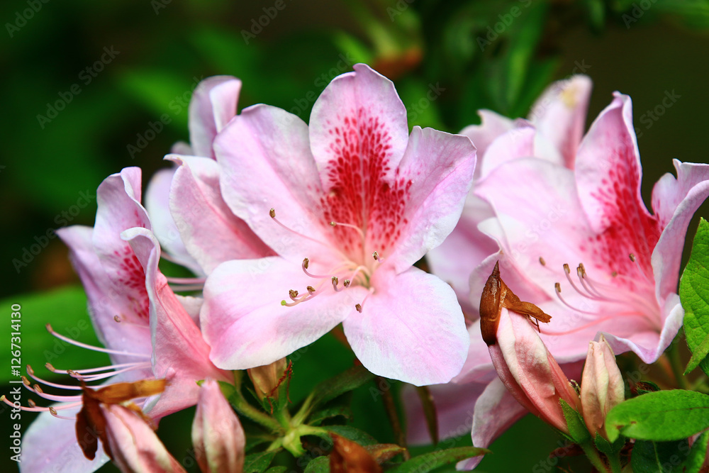 pink Azalea flowers blooming in the garden with green leaves pink Azalea flowers blooming in the garden with green leaves