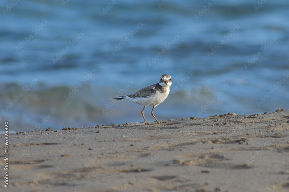 A Common Ringed Plover on a Xerokampos beach, Crete island A Common Ringed Plover on a Xerokampos beach, Crete island