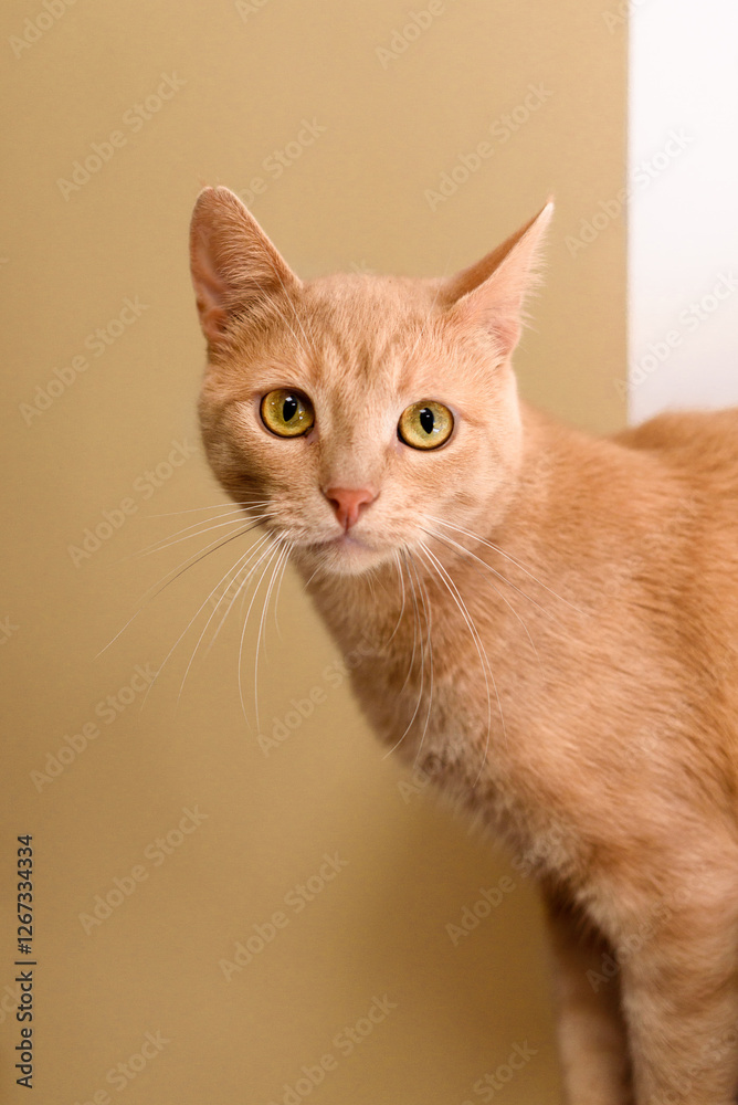 Fototapeta premium Ginger cat