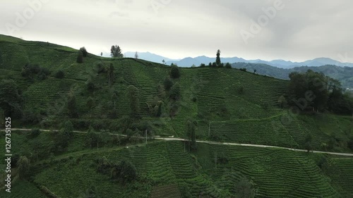 Aerial panoramic view of beautiful scenary on countryside with tea plantation in Turkey