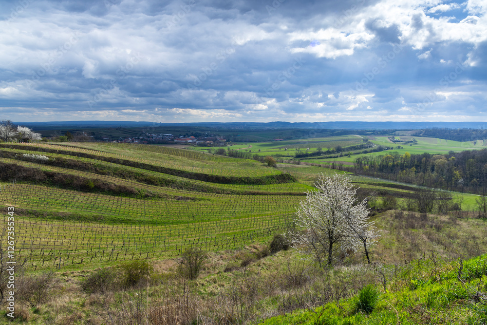 Naklejka premium Vineyards near Mailberg, Lower Austria, Austria