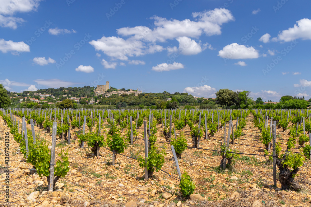 Typical vineyard with stones near Chateauneuf-du-Pape, Cotes du Rhone, France Typical vineyard with stones near Chateauneuf-du-Pape, Cotes du Rhone, France