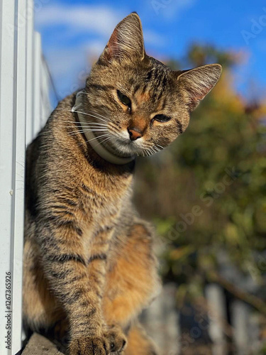 Valokuva A captivating close-up shot of a tabby cat with a curious expression, its head tilted slightly to the side