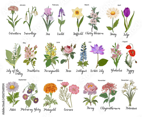 Set of Birth month flowers colored line art vector illustrations. Carnation, iris, daffodil, daisy, lily of the valley, violet, gladiolus, aster, marigold drawings for tattoo, logo, wall art.