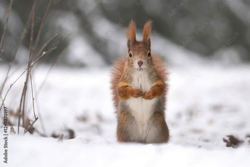 Squirrel in a snowy forest Squirrel in a snowy forest