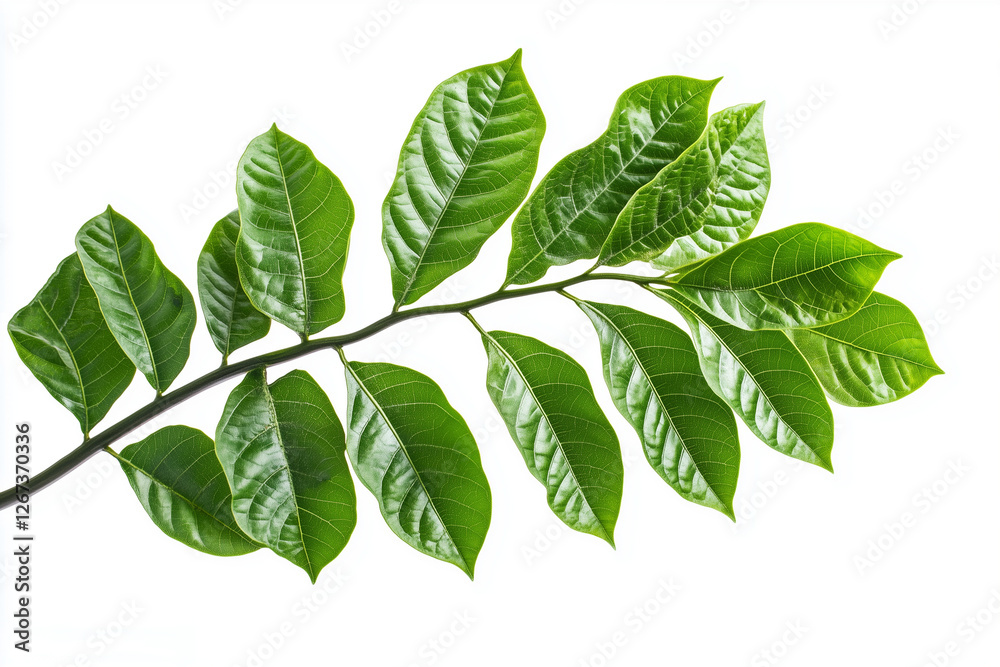 Fototapeta premium Green ficus leaves on a branch on white background
