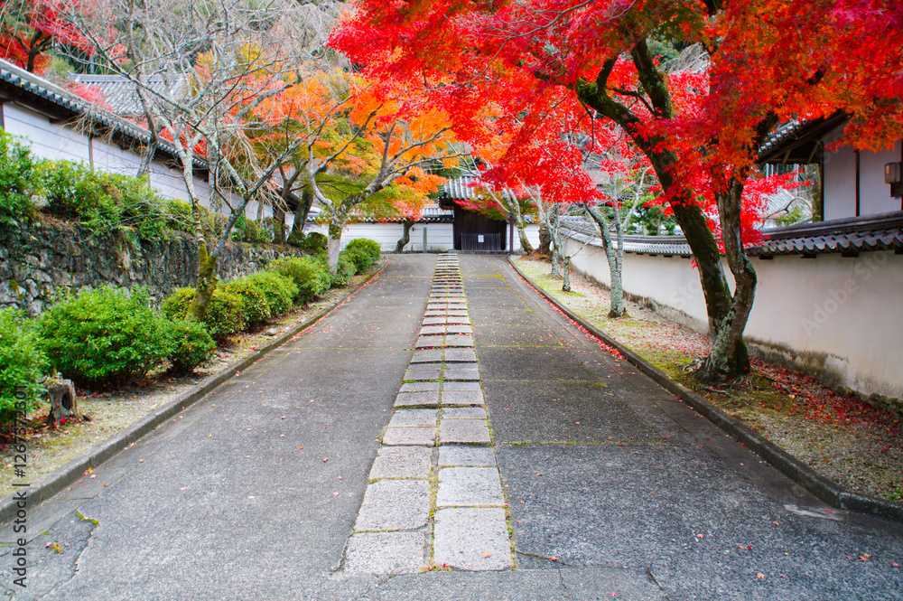 Naklejka premium 寺院の、瓦屋根、茅葺屋根、土塀、と紅葉したモミジ