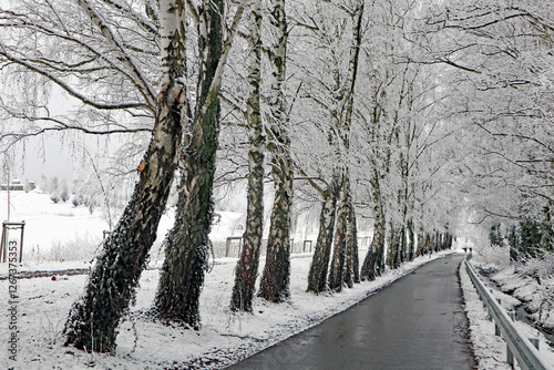 Birkenallee im Winter photo