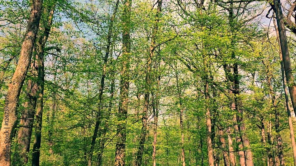 View of tree trunks with branches and bright green leaves on a sunny spring day. Fresh spring green foliage on tree branches in the forest. Nature. Natural background. Scenery. Forest landscape View of tree trunks with branches and bright green leaves on a sunny spring day. Fresh spring green foliage on tree branches in the forest. Nature. Natural background. Scenery. Forest landscape