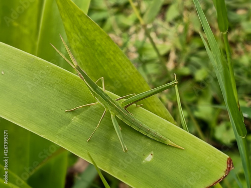 Green Grasshopper Perched On Leaf In Natural Setting On A Sunny Day photo