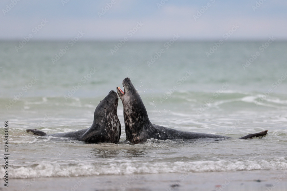 Obraz premium Spielende Robben