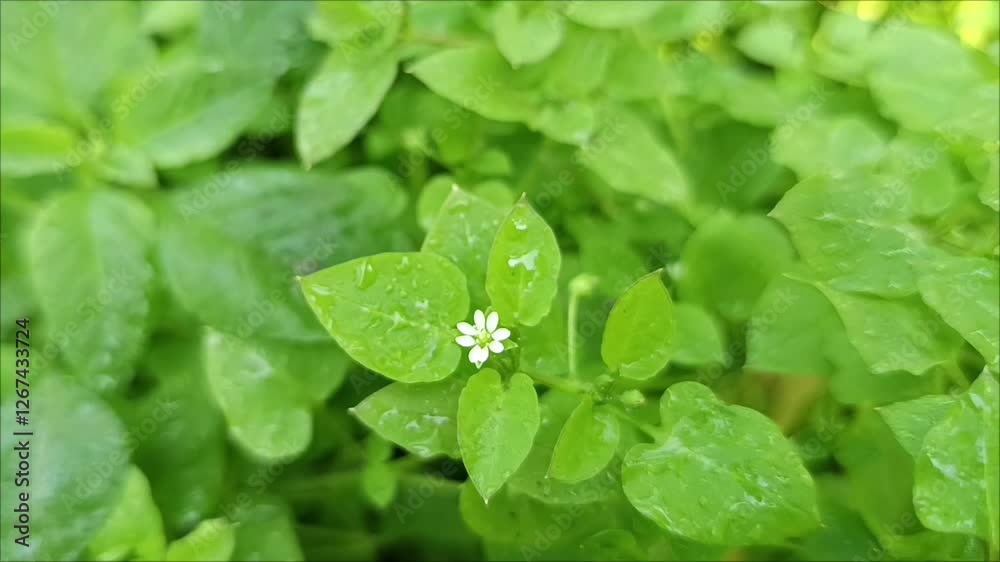 custom made wallpaper toronto digitalGrass flower