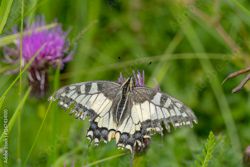 schwalbenschwanz photo