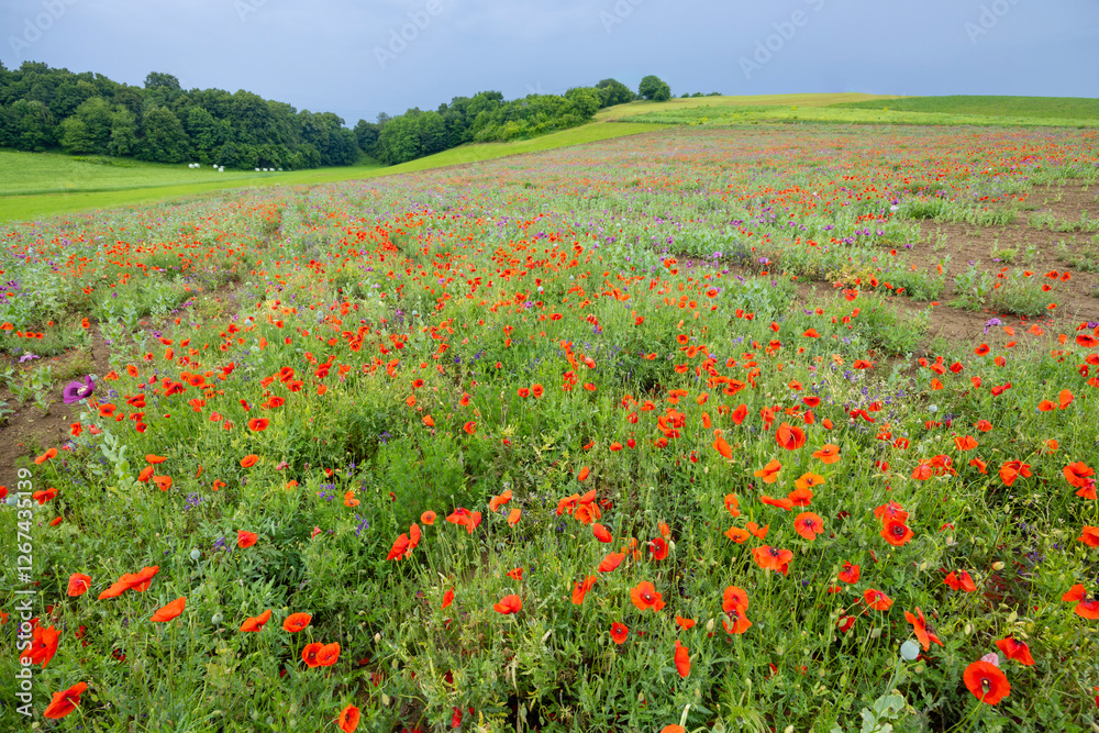 Typical spring landscape with poppies near Silica (Szilice), National Park Slovak Kras, Slovakia Typical spring landscape with poppies near Silica (Szilice), National Park Slovak Kras, Slovakia