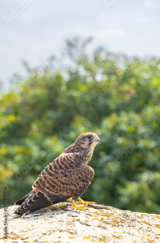 Common kestrel (Falco tinnunculus), falcon family Falconidae, Southern Moravia, Czech Republic
