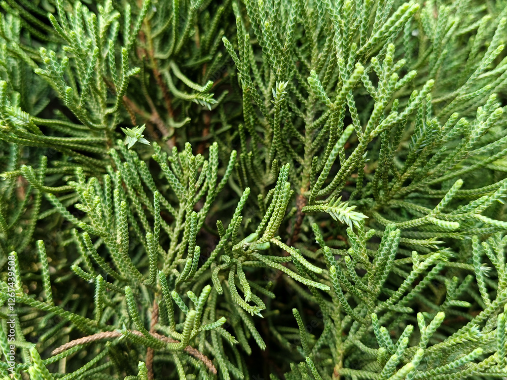 Detailed Close up Of Vibrant Green Evergreen Foliage Background Texture Detailed Close up Of Vibrant Green Evergreen Foliage Background Texture