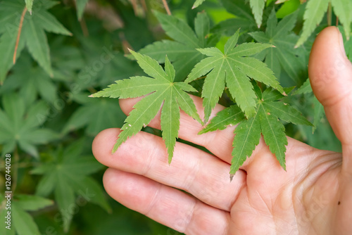 Delicate green leaves gently resting on a human hand in a serene garden setting during daylight