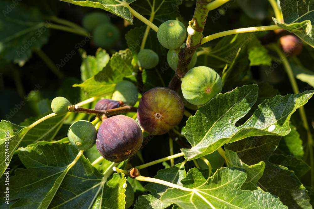 ripe figs on the tree