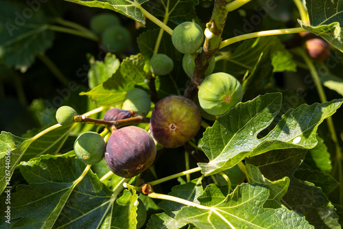 Obraz na płótnie ripe figs on the tree w salonie