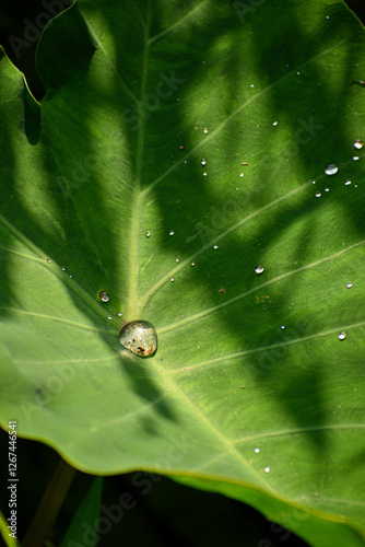 dew on leaf