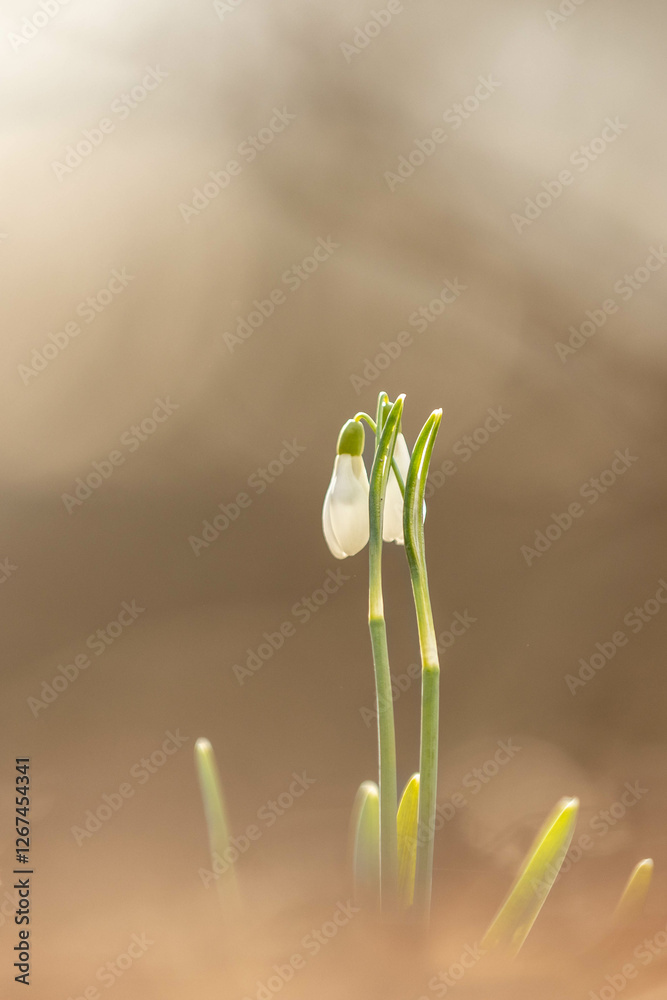 the first snowdrops are coming out and starting to bloom the first snowdrops are coming out and starting to bloom