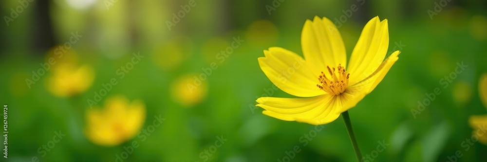 Bright yellow petals with green stem and leaves, wildflower, spring, plant Bright yellow petals with green stem and leaves, wildflower, spring, plant