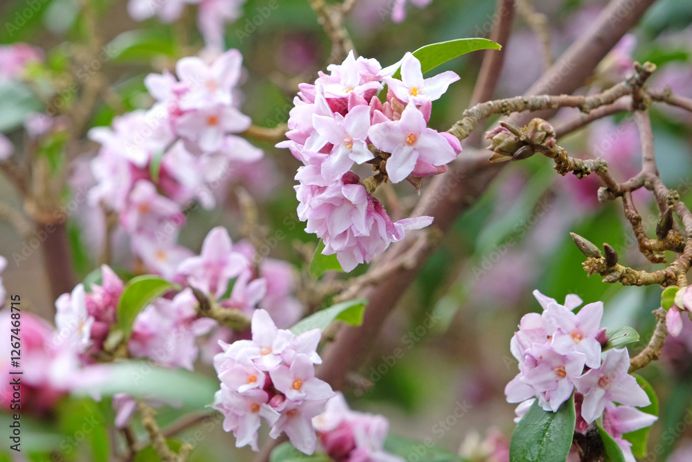 White and pink Daphne bholua, or Nepalese Paper Plant ‘Peter Smithers’ in flower. White and pink Daphne bholua, or Nepalese Paper Plant ‘Peter Smithers’ in flower.