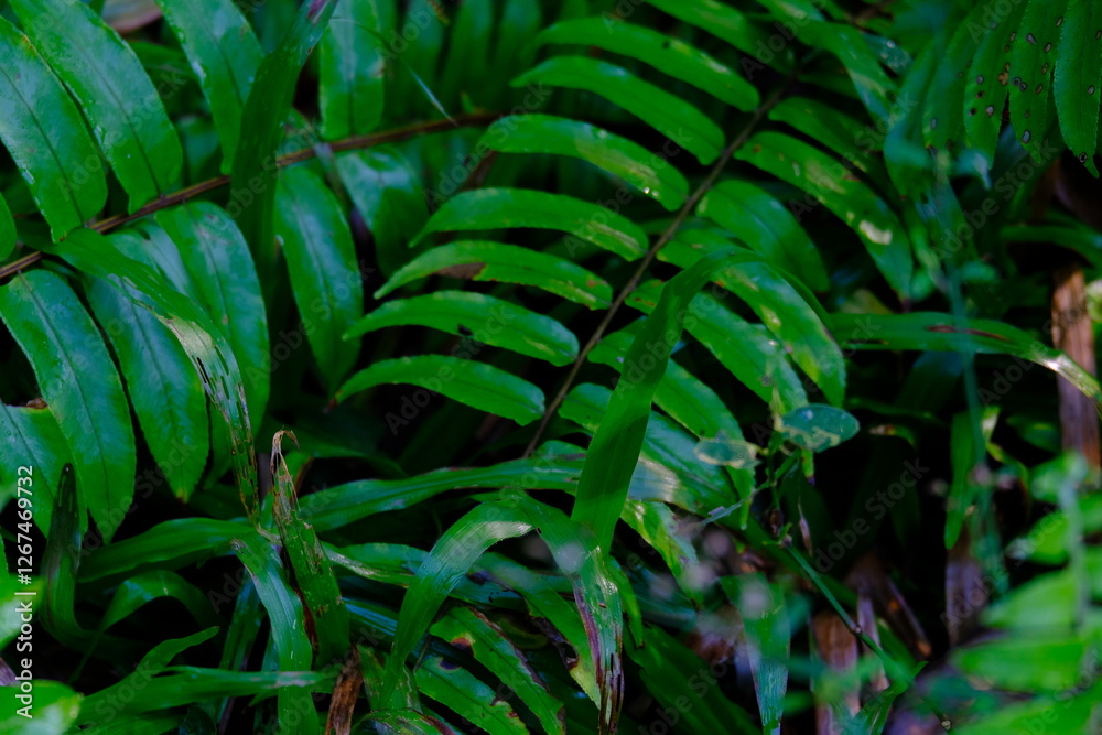 Obraz premium Close up of green fern leaves as a background with text space