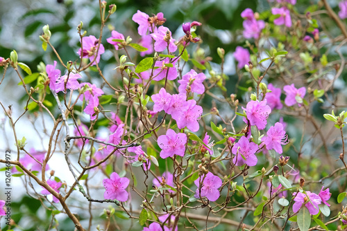 Dainty early flowering purple Rhododendron dauricum ‘Mid winter’ in bloom. photo