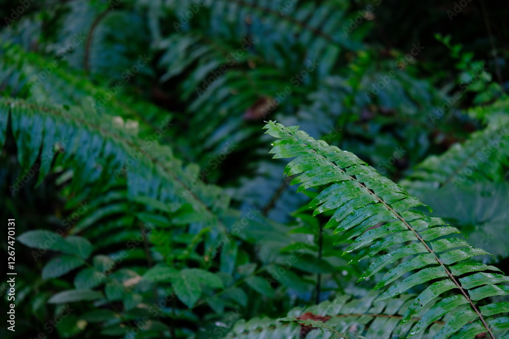 Close up of green fern leaves as a background with text space Close up of green fern leaves as a background with text space