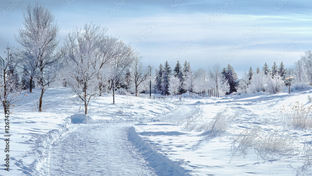 Obraz premium Blinding white winter scenery in an urban park/