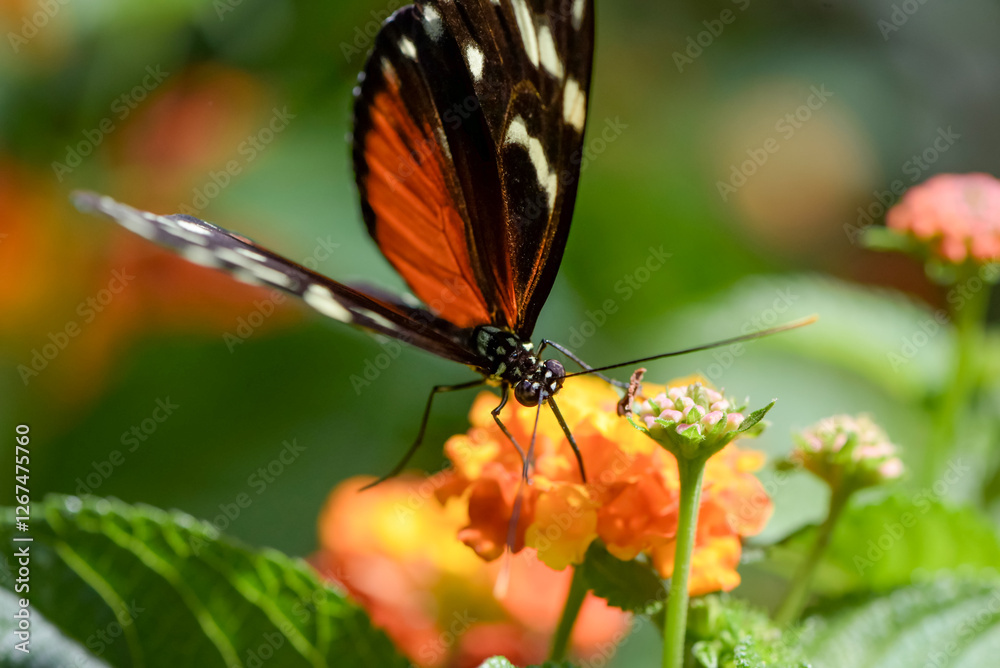 Macro photography of an orange butterfly in nature Macro photography of an orange butterfly in nature