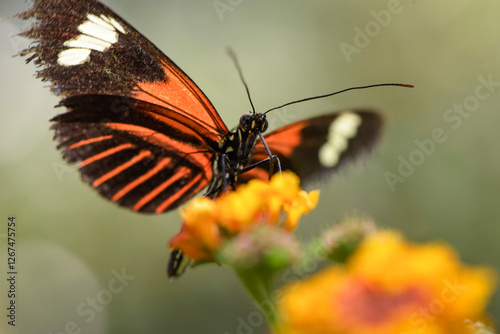 Macro photography of an orange butterfly in nature