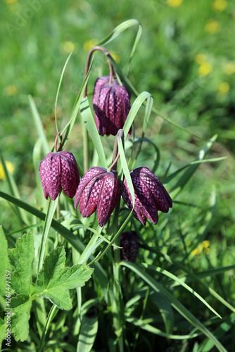 Macro image of Snake's Head Fritillary blooms, Derbyshire England
