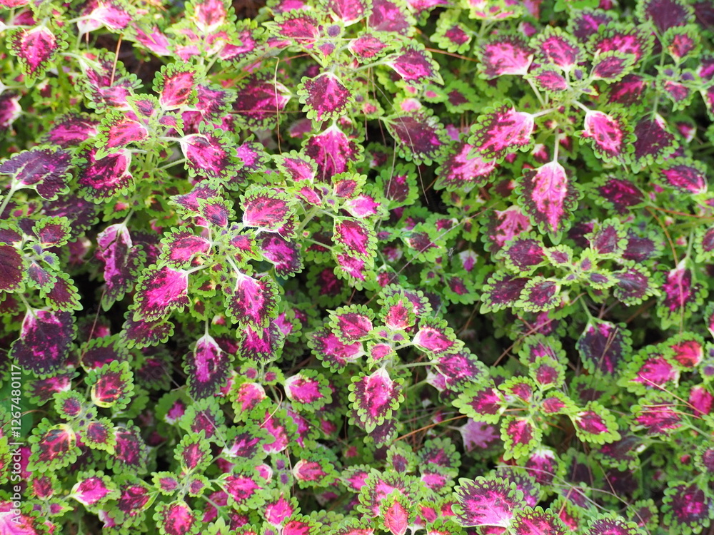 Coleus or Painted Nettle is a small shrub with heart-shaped leaves with serrated margins and a variety of colorful and patterned leaf blades. Solenostemon scutellarioides, Plectranthus scutellarioides Coleus or Painted Nettle is a small shrub with heart-shaped leaves with serrated margins and a variety of colorful and patterned leaf blades. Solenostemon scutellarioides, Plectranthus scutellarioides