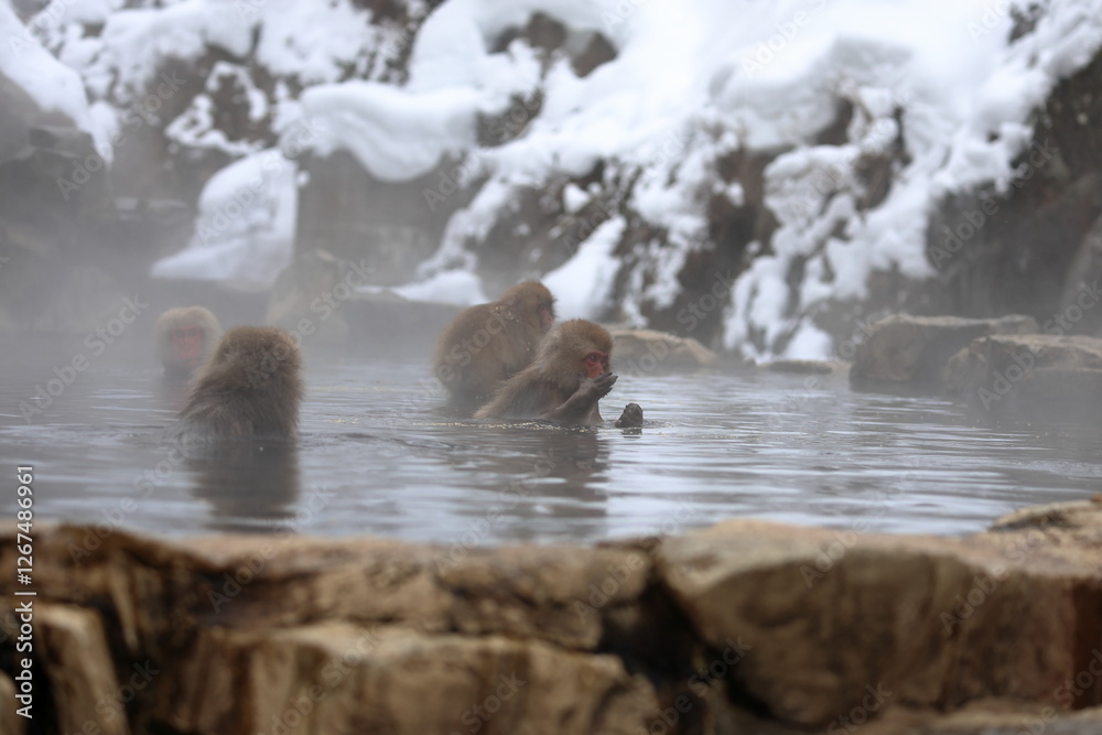 Obraz premium Snow monkeys appear in Japanese hot springs in Japan
