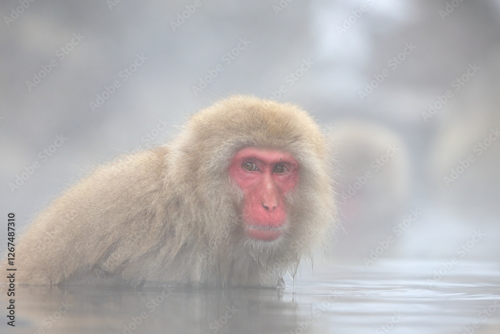 Snow monkeys appear in Japanese hot springs in Japan Snow monkeys appear in Japanese hot springs in Japan