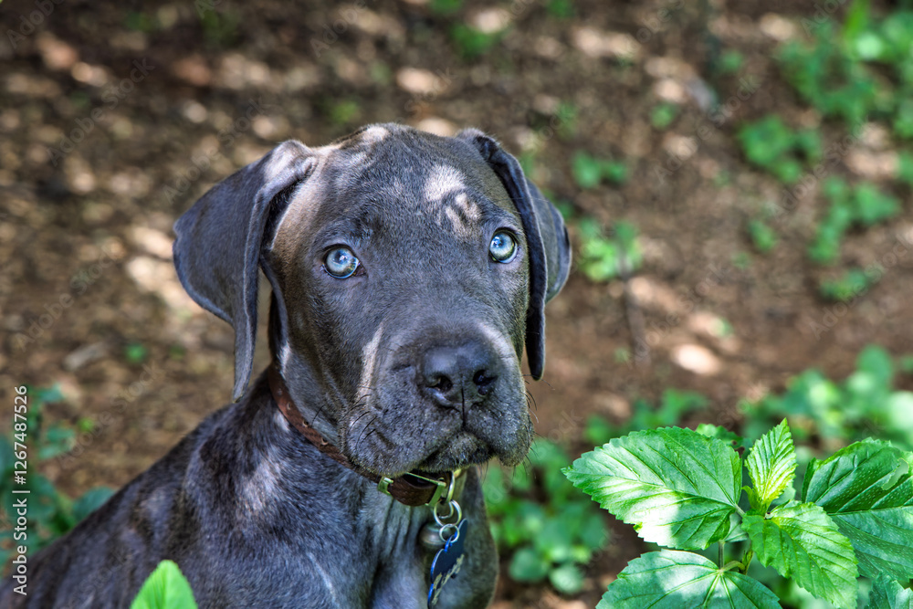 Portrait of a black Boerboel puppy standing in the garden guarding the entrance. Portrait of a black Boerboel puppy standing in the garden guarding the entrance.