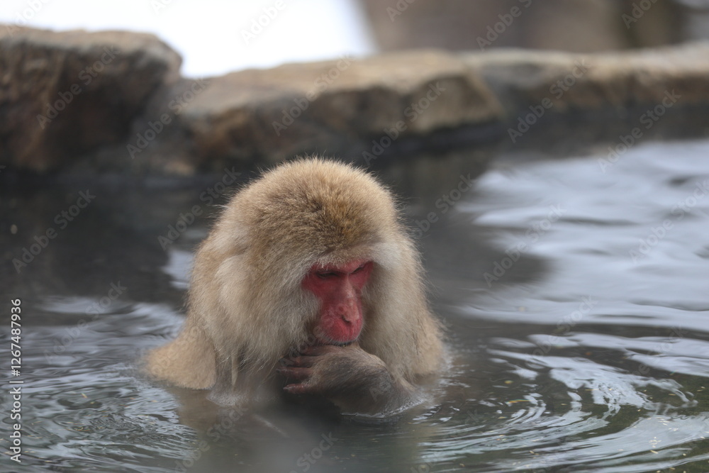 Fototapeta premium Snow monkeys appear in Japanese hot springs in Japan