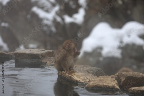 Snow monkeys appear in Japanese hot springs in Japan