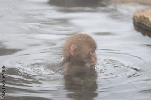 Snow monkeys appear in Japanese hot springs in Japan