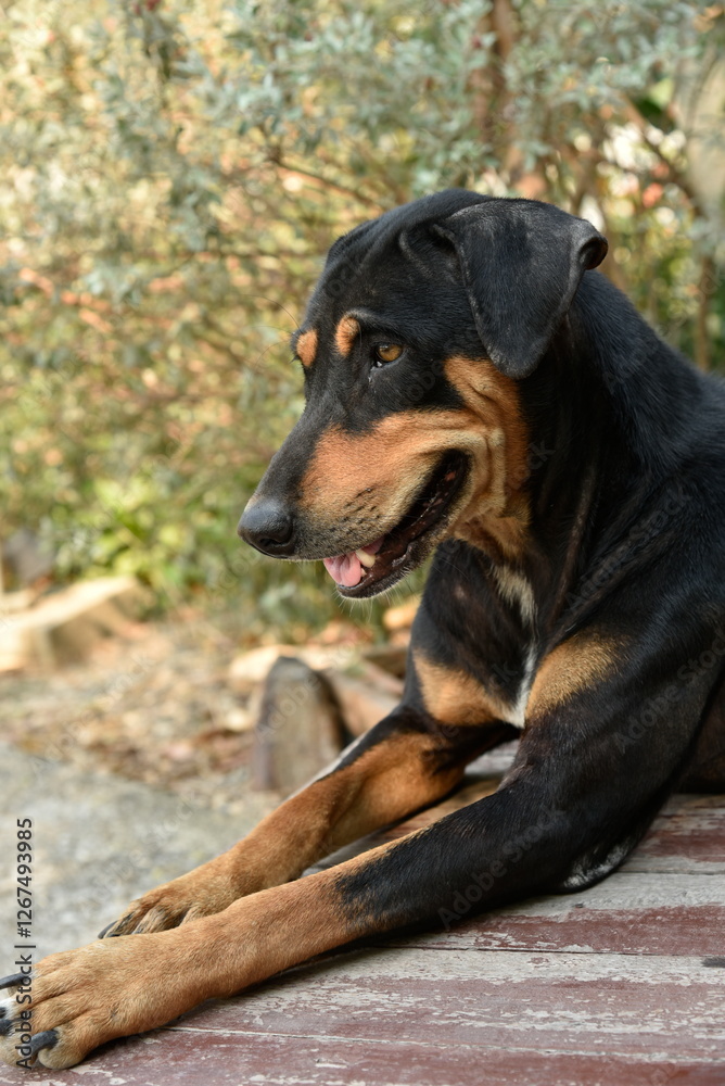 A black and tan dog with a calm, serious expression, gazing directly into the camera. The background consists of soft, blurred green foliage, creating a natural and peaceful setting. A black and tan dog with a calm, serious expression, gazing directly into the camera. The background consists of soft, blurred green foliage, creating a natural and peaceful setting.