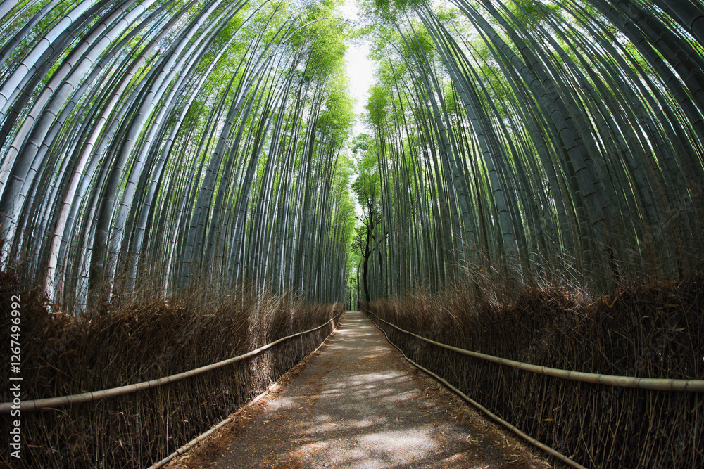 A footpath through a bamboo forest without people in Kyoto, Japan with a fisheye effect. The sunlight filters through the forest, illuminating the ground and creating a pattern of light and shadow