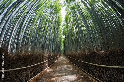 Obraz na płótnie A footpath through a bamboo forest without people in Kyoto, Japan with a fisheye effect. The sunlight filters through the forest, illuminating the ground and creating a pattern of light and shadow w salonie