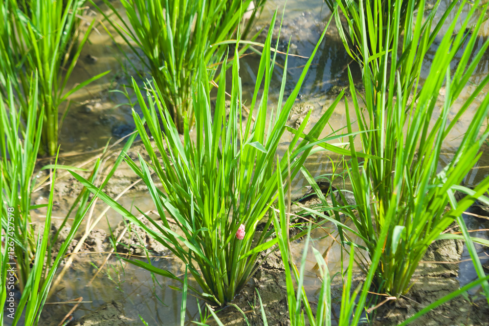 Fototapeta premium Snail pest eggs in rice stalks