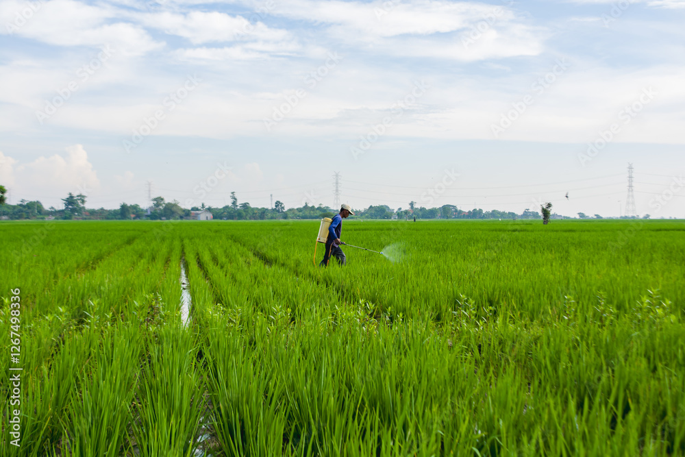 Farmers spray fertilizer and pesticides Farmers spray fertilizer and pesticides