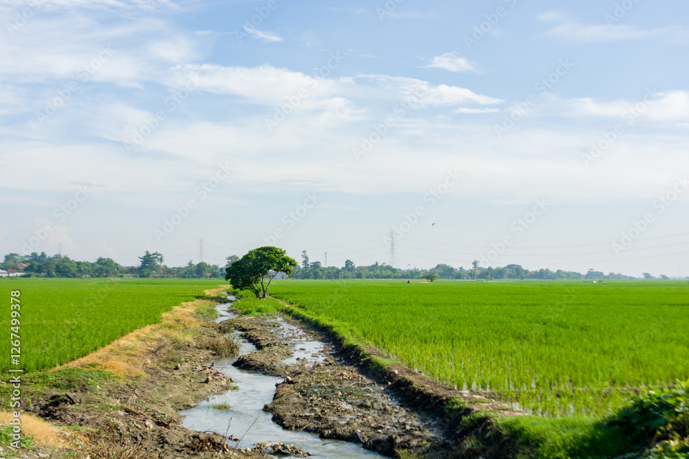Irrigation channels for rice fields Irrigation channels for rice fields