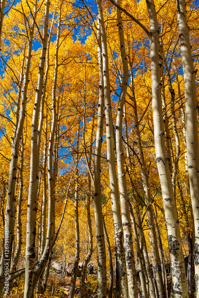 Yellow aspen trees in the autumn in Maroon Bells Aspen Colorado on a sunny autumn day Yellow aspen trees in the autumn in Maroon Bells Aspen Colorado on a sunny autumn day
