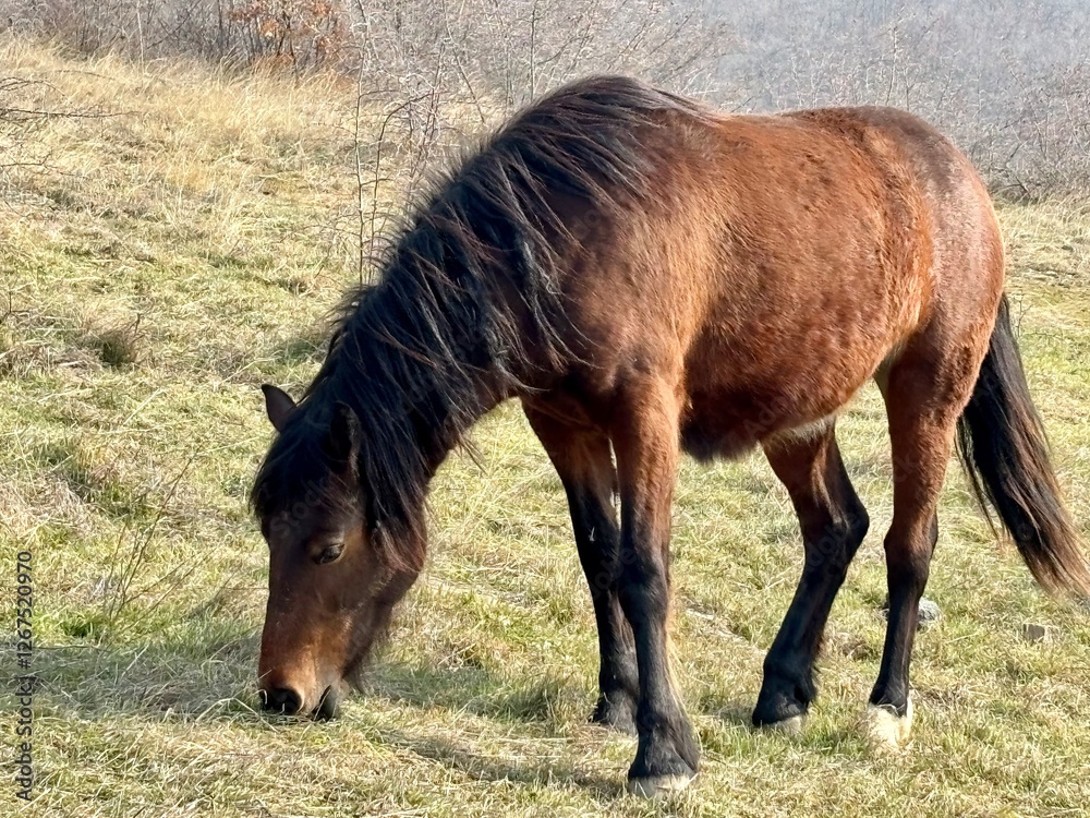 a brown horse grazes in the meadow a brown horse grazes in the meadow
